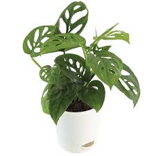 Monstera Adansonii, Broken Heart Plant – With Self Watering Pot