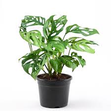 Monstera Adansonii, Philodendron (Broken Heart) Plant – With Pot