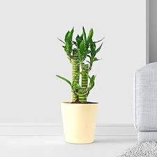 Multidrop Lotus Tiger Sticks Lucky Bamboo Plant – With Ceramic Pot