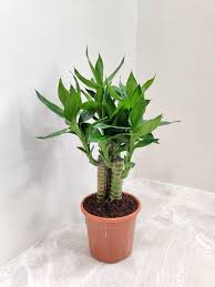 Multidrop Lotus Tiger Sticks Lucky Bamboo Plant – With Pot