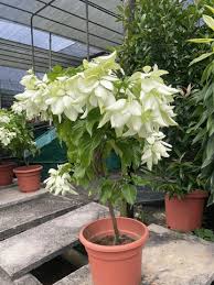 Mussaenda White Flower Plant – with Pot