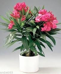 Nerium Oleander Dwarf (Kaner) Flowering Plant – In Premium Ceramic Pot | Buy Online in Lucknow