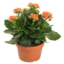 Buy Orange Kalanchoe Flowering Plant – With Pot | Indoor Succulent Plant in Lucknow