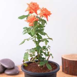 Buy Orange Rose Plant – Live Flowering Plant with Pot | Online Delivery in Lucknow