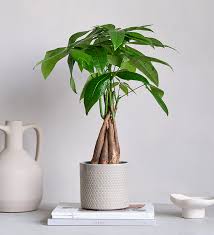 Pachira Money Tree Five Buds Plant – With Pot