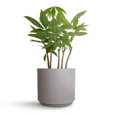 Pachira (Money Tree) Plant – With Ceramic Pot