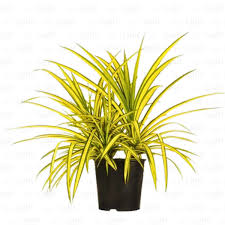 Pandanus Variegated Golden Plant With Pot