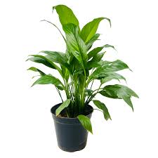 Peace Lily Spathiphyllum Indoor Plant with Plastic Pot