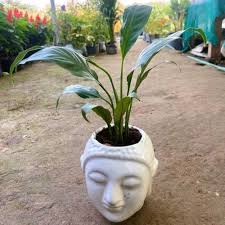 Peace Lily (Spathiphyllum) Plant – with Ceramic Buddha Pot
