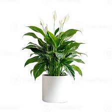 Peace Lily (Spathiphyllum) Plant – with Pot