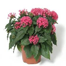 Pentas (Dark Pink) Flowering Plant – With Pot
