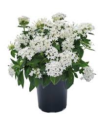 Buy Pentas White Flowering Plant – Live Outdoor Plant with Pot | Online Delivery in Lucknow