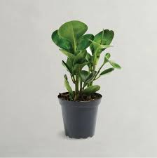 Peperomia obtusifolia, Pepper Face, Baby Rubber plant – With Pot