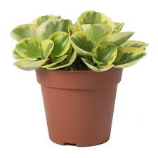 Peperomia obtusifolia, Pepper Face, Baby Rubber(Variegated) Plant With Pot