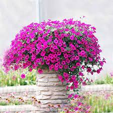 Buy Petunia Grandiflora Pink Flowering Plant – Live Seasonal Plant with Pot | Online Delivery in Lucknow
