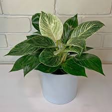 Philodendron Birkin Plant with Pot