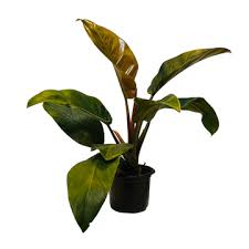 Philodendron Red Congo Plant With Pot