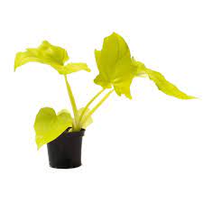 Philodendron selloum Golden Plant  With Pot