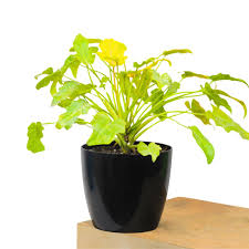 Philondendron Xanadu Golden Plant – with Pot