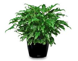 Philondendron Xanadu Plant – with Pot