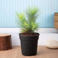 Pine Tree (Pinus) Plant – With Pot