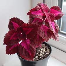 Pink Coleus Beautiful Plant – with Pot