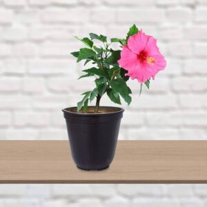 Hybrid Hibiscus (Pink) Flowering Plant – With Pot | Buy Online in Lucknow