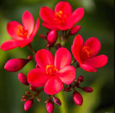 Buy Pink Jatropha Flowering Plant – Live Outdoor Plant with Pot | Online Delivery in Lucknow