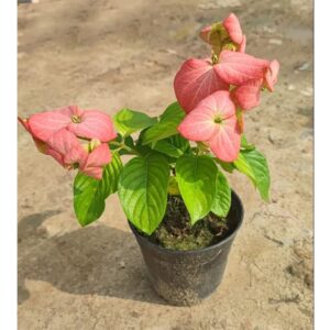 Pink Mussaenda Flowering Plant – With Pot | Buy Online in Lucknow