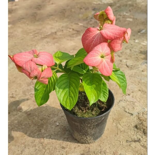 Pink Mussaenda Flowering Plant – With Pot | Buy Online in Lucknow