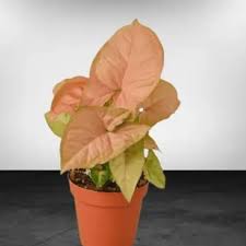 Pink Syngonium Plant – with Pot