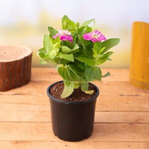 Buy Pink Zinnia Flowering Plant – Live Outdoor Plant with Pot | Online Delivery in Lucknow