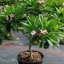Plumeria Champa Pink Flower Plant – with Pot