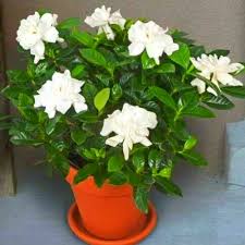 Plumeria Champa White Flower Plant – with Pot