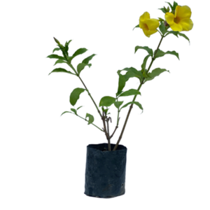 Plumeria Champa Yellow Flower Plant – with Pot