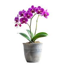 Purple Orchid Plant (Dendrobium Orchid) – With Pot