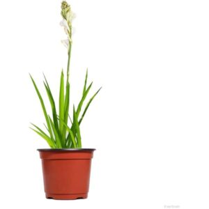 Rajnigandha (Tuberose) Flowering Plant – Live Fragrant Plant with Pot | Buy Online in Lucknow