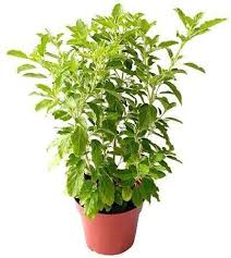 Rama Tulsi Plant, Holy Basil, Ocimum sanctum (Green) Plant – With Pot