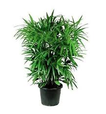 Raphis Palm Plant – with Pot