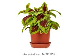 Red Green Coleus Ornamental Plant – with Pot