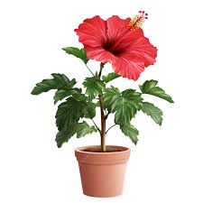 Red Hibiscus,Gudhal Plant with Pot