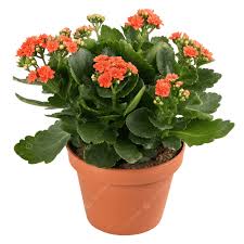 Buy Red Kalanchoe Flowering Plant – Live Succulent with Pot | Online Delivery in Lucknow