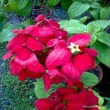 Red Mussaenda Flowering Plant – Live Outdoor Plant with Pot | Online Delivery in Lucknow