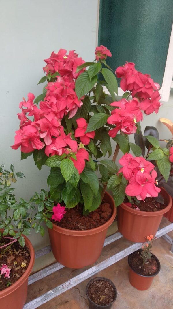 Red Mussaenda Flowering Plant – Live Outdoor Plant with Pot | Online Delivery in Lucknow - Image 2