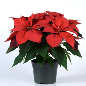 Red Poinsettia (Christmas Flower) Plant – Live Decorative Plant with Pot | Buy Online in Lucknow