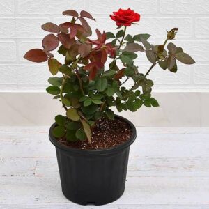 Red Rose Flowering Plant – Live Plant with Pot | Buy Online in Lucknow