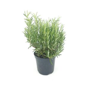 Rosemary (Rosmarinus officinalis) Live Herb Plant – With Pot | Indoor & Outdoor Aromatic Plant in Lucknow