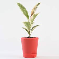 Rubber Plant Variegated, Air Purifying Plant
