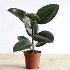 Rubber Plant Variegated- With Pot