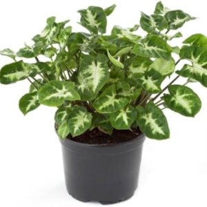 Mini Syngonium Plant - with pot
